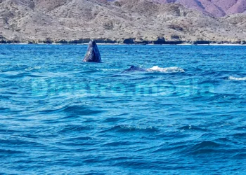 Avistamiento de ballena gris en Puerto Chale, en La Paz, Baja California Sur