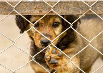 Un perrito detrás de una reja, dentro de una perrera a la espera de ser adoptado