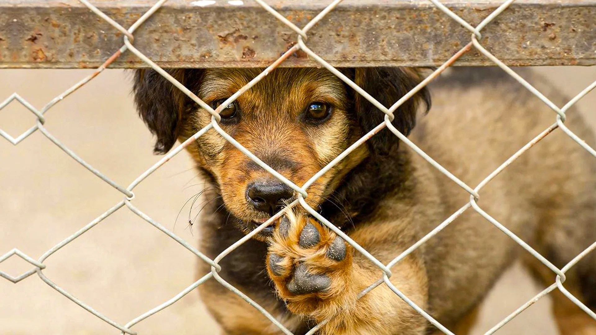 Un perrito detrás de una reja, dentro de una perrera a la espera de ser adoptado