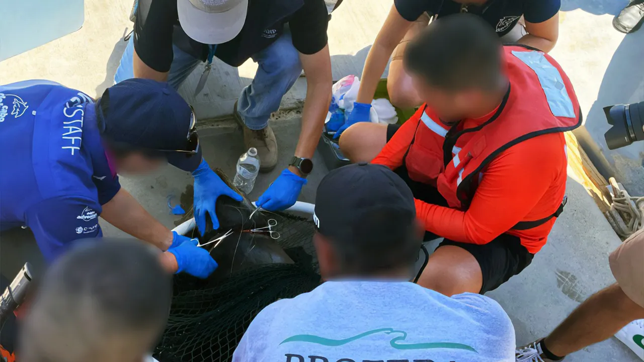 Autoridades federales, organizaciones civiles y bomberos locales rescatan a lobo marino de California atrapado en redes de pesca /Foto: Cortesía / PROFEPA en Facebook