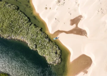 Tecnología verde: 7,800 manglares plantados en Bahía Magdalena / Foto: Cortesía / Uber Planet